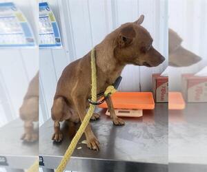 Chihuahua Dogs for adoption in Bakersfield, CA, USA