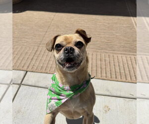 Chug Dogs for adoption in Chico, CA, USA