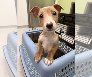 Chihuahua-Unknown Mix Dogs for adoption in Holly Springs, NC, USA