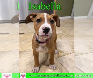 American Pit Bull Terrier-Unknown Mix Dogs for adoption in Pensacola, FL, USA