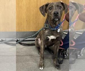 Mutt Dogs for adoption in Forestville, MD, USA