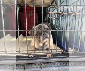 Pug Dogs for adoption in Benton, LA, USA