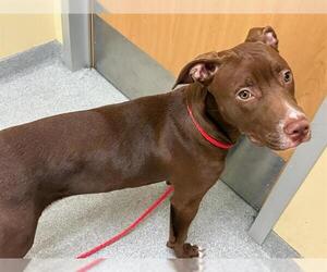 American Pit Bull Terrier-Labrador Retriever Mix Dogs for adoption in Orange, CA, USA