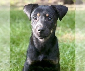 Chihuahua-Unknown Mix Dogs for adoption in Anchorage, AK, USA