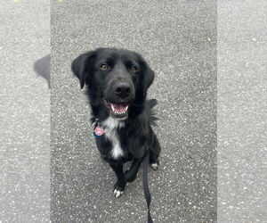 Mutt Dogs for adoption in Westwood, NJ, USA