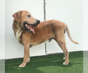 Golden Labrador Dogs for adoption in Bonita Springs, FL, USA