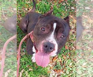 American Staffordshire Terrier Dogs for adoption in Fort Lauderdale, FL, USA