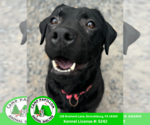Labrador Retriever Dogs for adoption in Stroudsburg, PA, USA