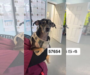 Chihuahua-Unknown Mix Dogs for adoption in Chico, CA, USA