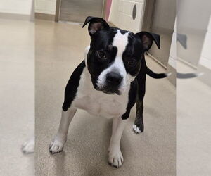 Bulldog Dogs for adoption in Decatur, IL, USA