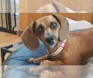 Dandie Dinmont Terrier Dogs for adoption in Rowayton, CT, USA