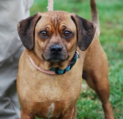 Daug Dogs for adoption in Chesapeake City, MD, USA