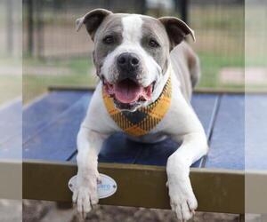 American Staffordshire Terrier-Unknown Mix Dogs for adoption in San Antonio, TX, USA