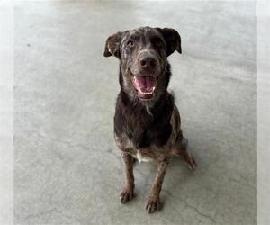 Catahoula Leopard Dog-Unknown Mix Dogs for adoption in Grand Prairie, TX, USA