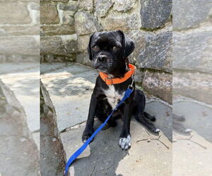 Pug-Unknown Mix Dogs for adoption in Brewster, NY, USA