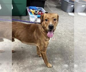 Labrador Retriever Dogs for adoption in Pasadena, TX, USA