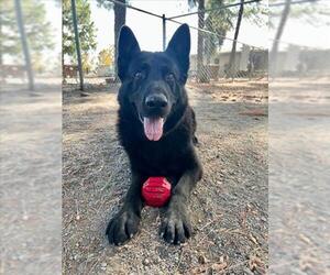 German Shepherd Dog Dogs for adoption in Woodland, CA, USA