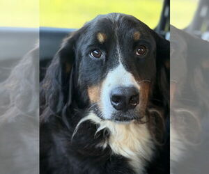 Bernese Mountain Dog Dogs for adoption in Valrico, FL, USA