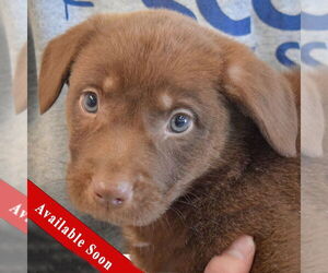 - Mix Dogs for adoption in Huntley, IL, USA