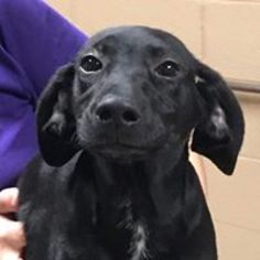 Sheprador Dogs for adoption in Lewisburg, WV, USA