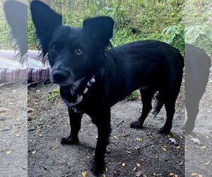 Collie-Unknown Mix Dogs for adoption in Brooklyn Center, MN, USA