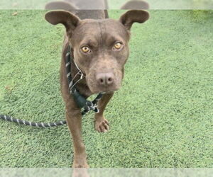 Staffordshire Bull Terrier-Unknown Mix Dogs for adoption in Houston, TX, USA