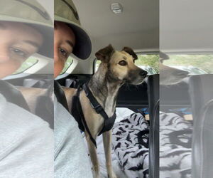 Labrador Retriever-Unknown Mix Dogs for adoption in Virginia Beach, VA, USA