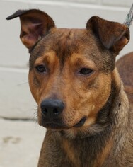 Medium Photo #1 Doberman Pinscher-Unknown Mix Puppy For Sale in Toccoa, GA, USA