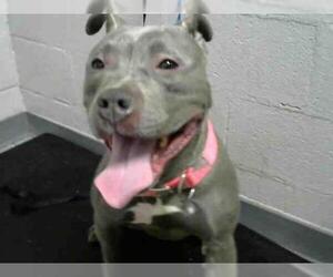 Blue Lacy Dogs for adoption in Atlanta, GA, USA