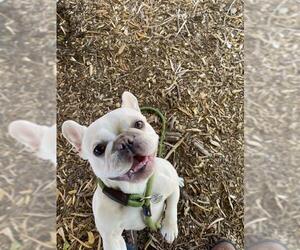French Bulldog Dogs for adoption in Fremont, CA, USA