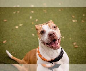 American Pit Bull Terrier Dogs for adoption in Orlando, FL, USA
