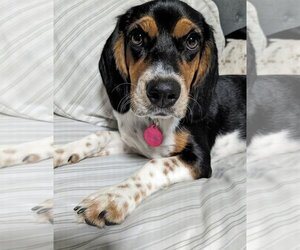 Bocker Dogs for adoption in Arlington, VA, USA