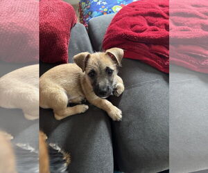 Mutt Dogs for adoption in Woodland, CA, USA