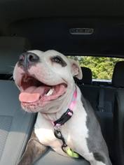 American Pit Bull Terrier Dogs for adoption in Des Moines, IA, USA