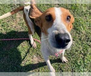 Treeing Walker Coonhound Dogs for adoption in Ocala, FL, USA