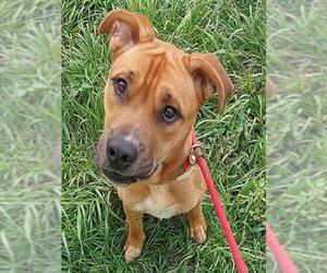 American Staffordshire Terrier Dogs for adoption in Fort Lauderdale, FL, USA