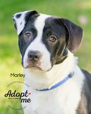 Bulldog Dogs for adoption in Chandler, AZ, USA