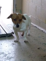 Jack Russell Terrier Dogs for adoption in Calverton, NY, USA