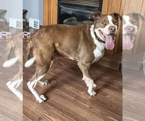 American Pit Bull Terrier-Unknown Mix Dogs for adoption in Lockport, NY, USA