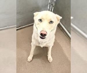 Siberian Husky Dogs for adoption in HESPERIA, CA, USA