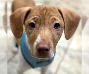 Mutt Dogs for adoption in Jefferson, WI, USA