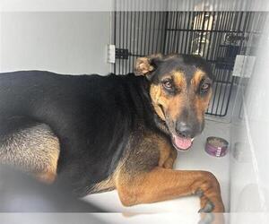 German Shepherd Dog-Unknown Mix Dogs for adoption in Houston, TX, USA