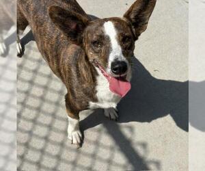 Cardigan Welsh Corgi-Unknown Mix Dogs for adoption in Tulsa, OK, USA