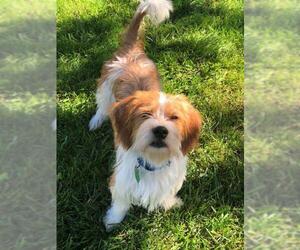 Petit Basset Griffon Vendeen Dogs for adoption in Buffalo, NY, USA