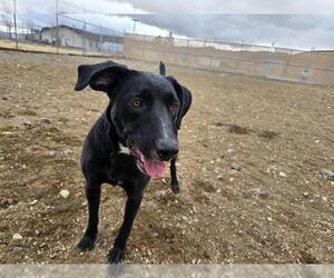 Labrador Retriever-Unknown Mix Dogs for adoption in South Lake Tahoe, CA, USA