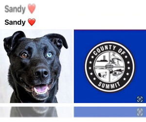 Labrador Retriever Dogs for adoption in Akron, OH, USA