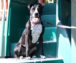 American Staffordshire Terrier-Unknown Mix Dogs for adoption in Ocean Springs, MS, USA