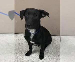 Labrador Retriever-Unknown Mix Dogs for adoption in Conroe, TX, USA