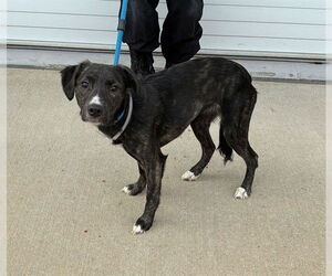Mutt Dogs for adoption in Louisville, KY, USA