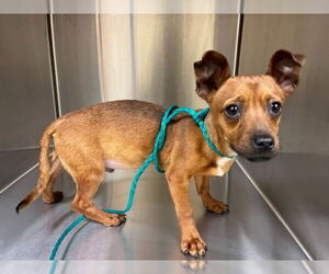 Chihuahua Dogs for adoption in Orange, CA, USA